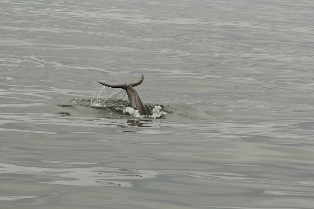 dolphin fin out of water