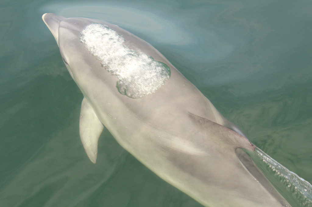 close up of dolphin