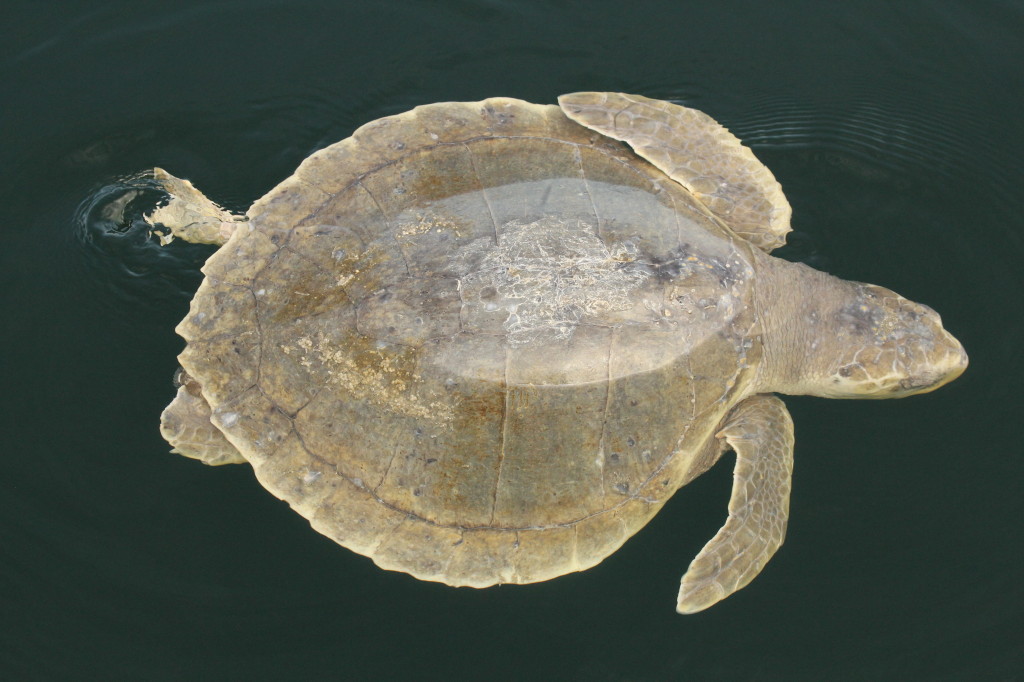 turtle in water