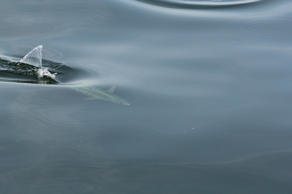 fish with fin sticking out of water