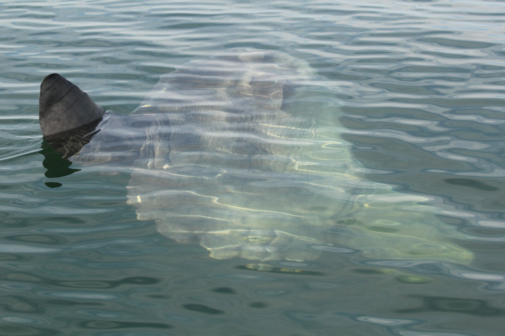 large fish with fin sticking out of water