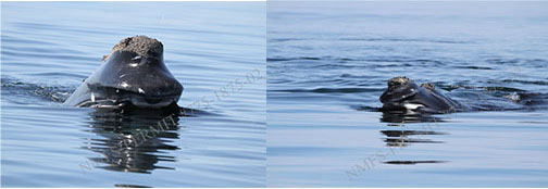 mom and calf whales feeding