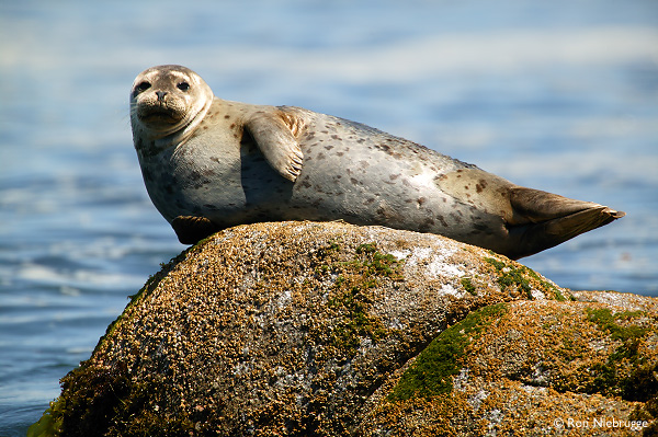 harbor seal on a rock