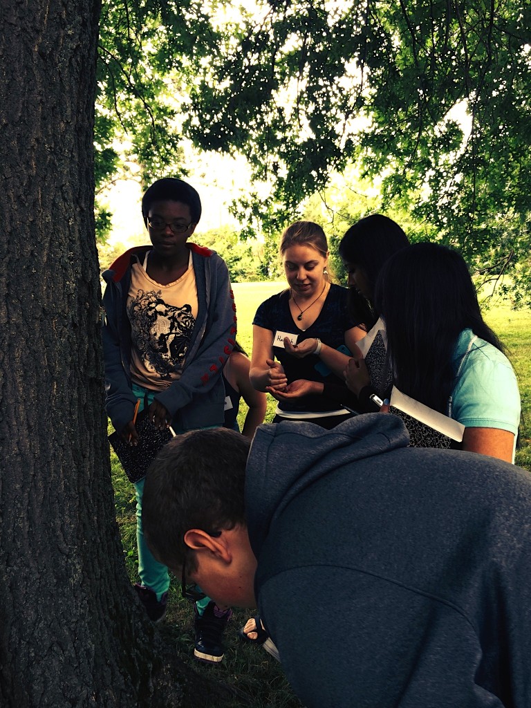 students observing katydids on tree