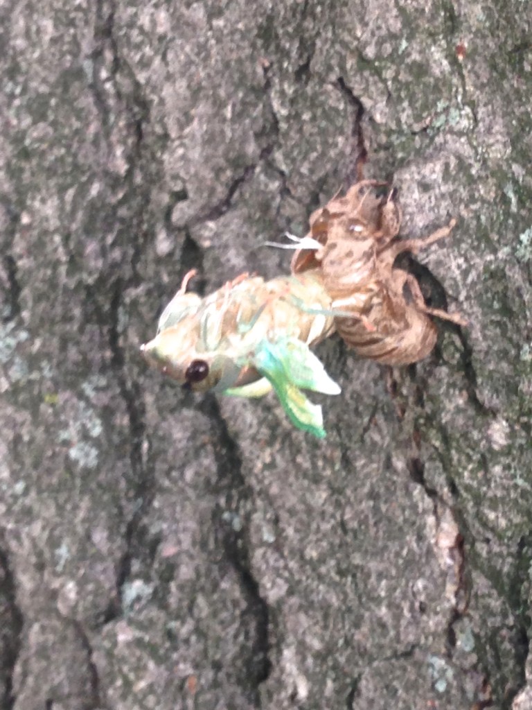 cicada on tree molting