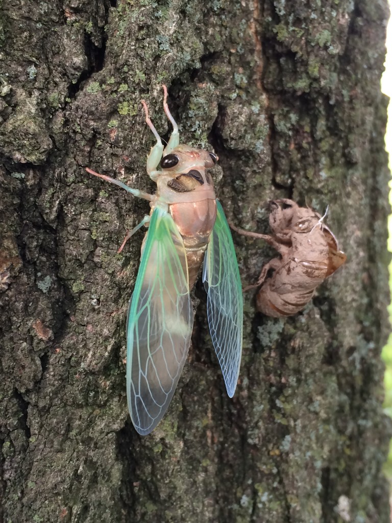 cicada next to its molt