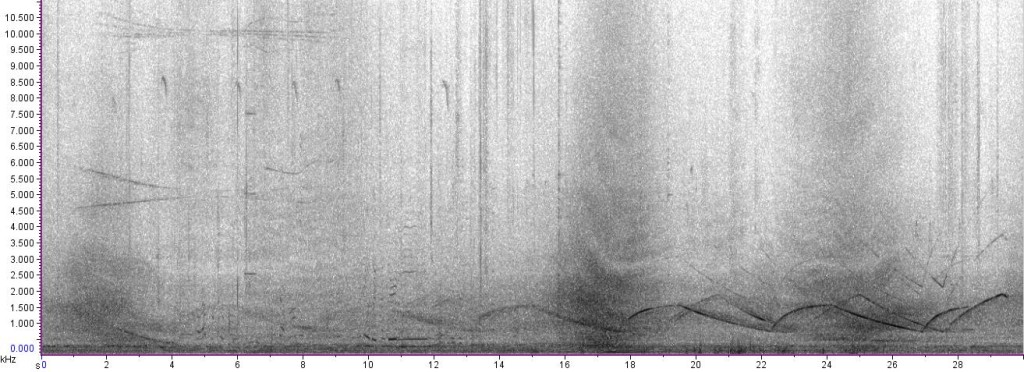 spectrogram of cicada recording