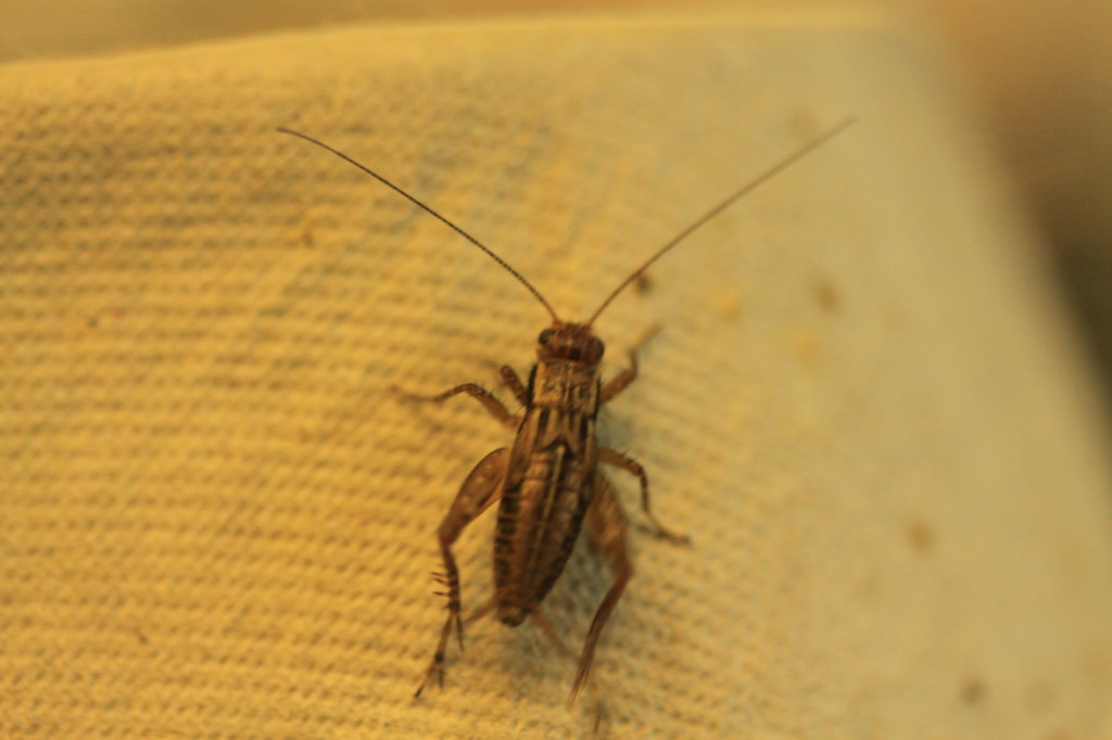 eagle eye view of brown cricket