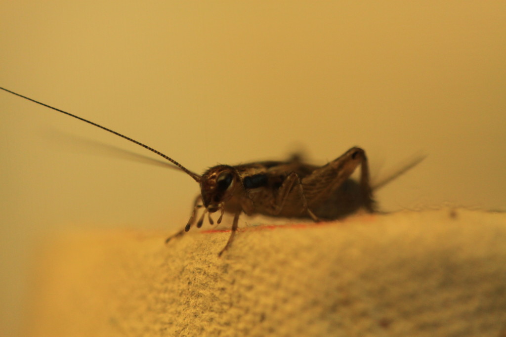 side view of a brown cricket