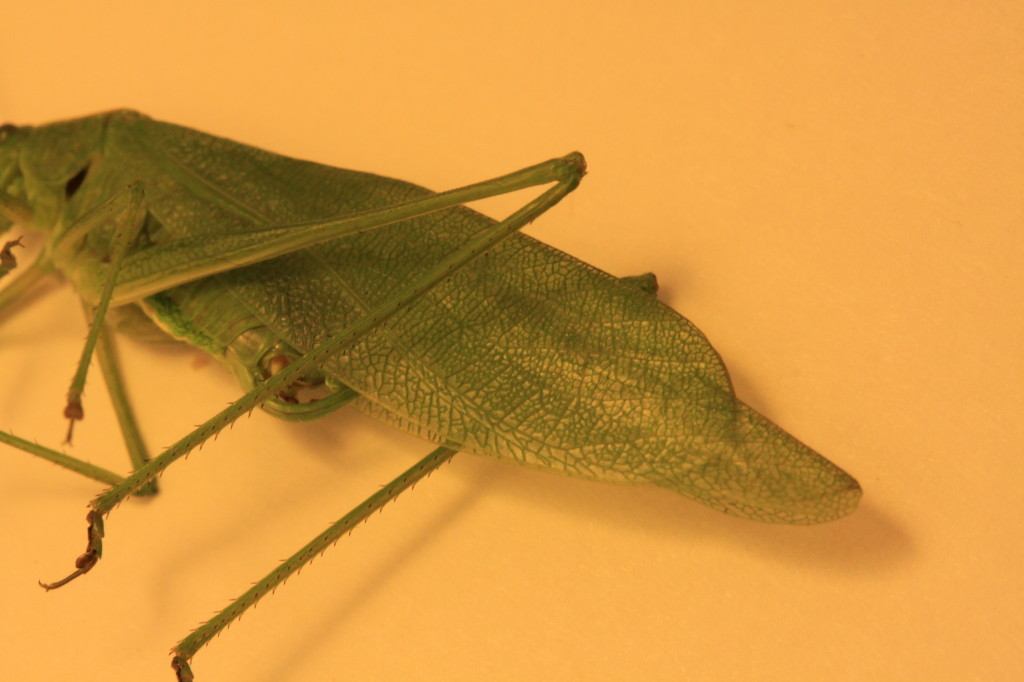 back end of a green katydid