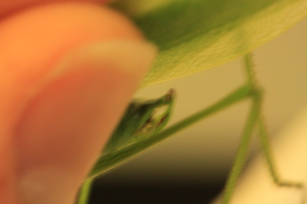 blurry back end of a green katydid