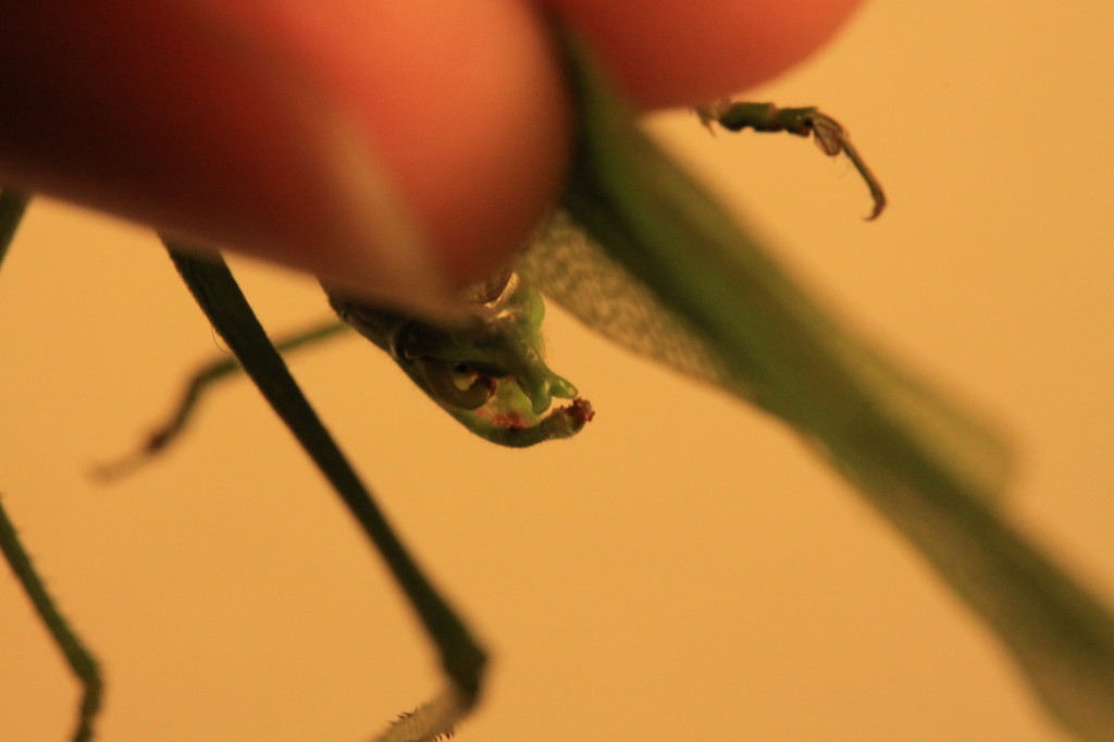 in focus back end of a green katydid