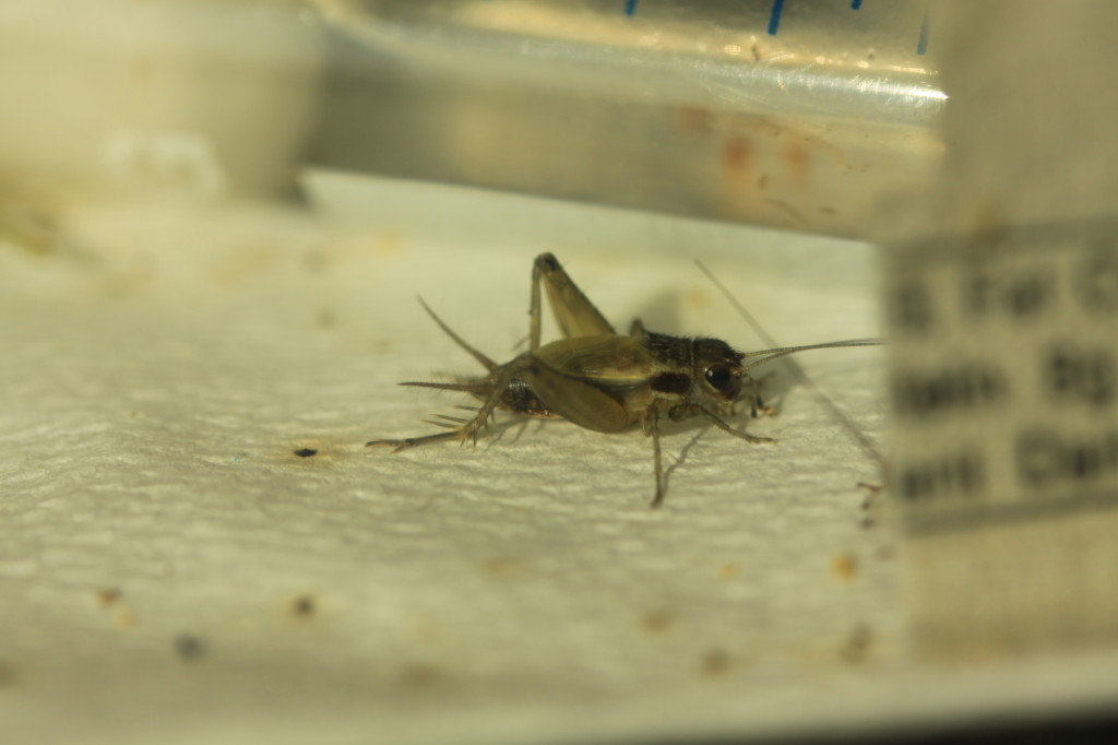 side view of a brown fresh molted cricket