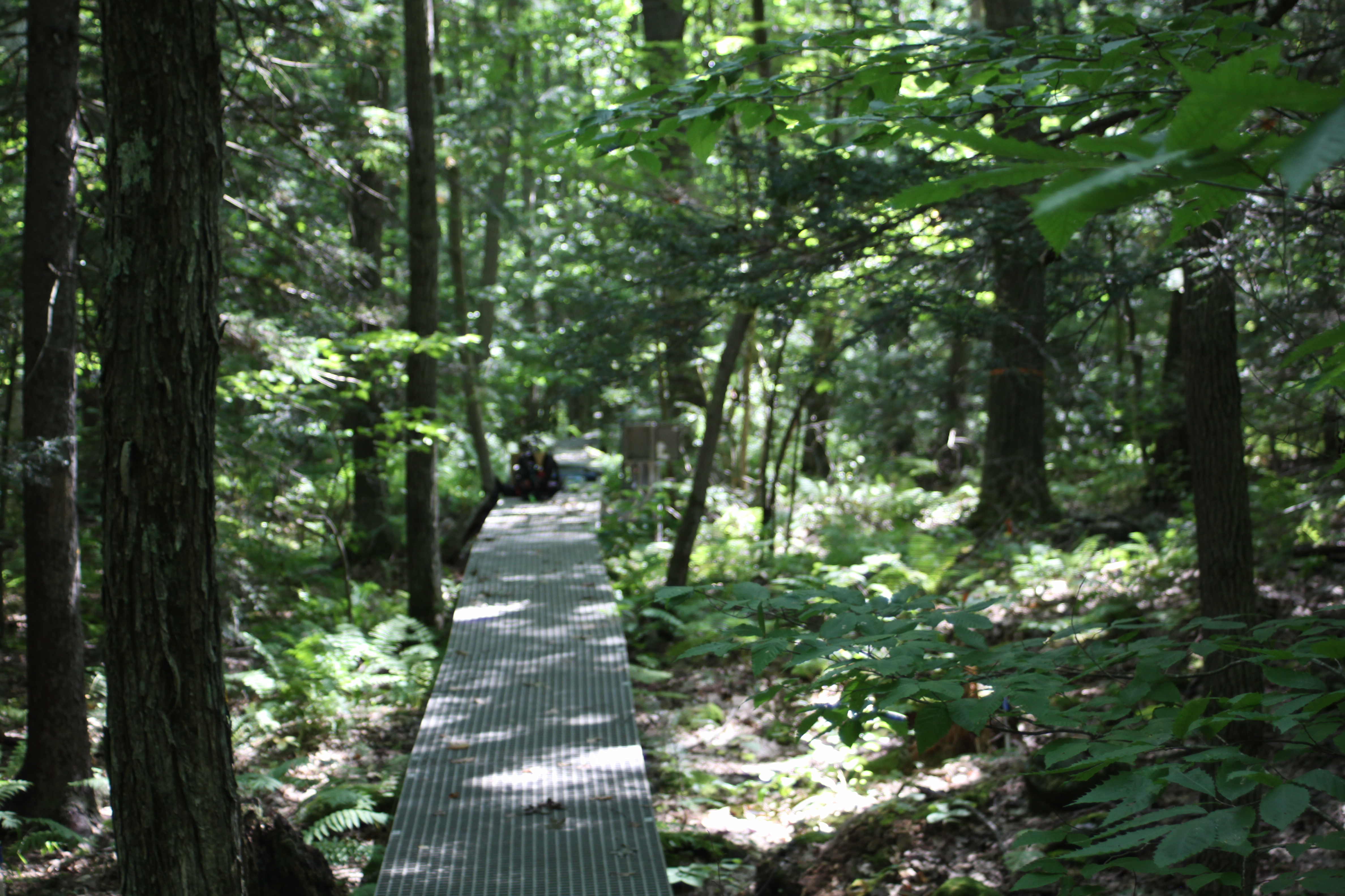 metal walkway running through forest