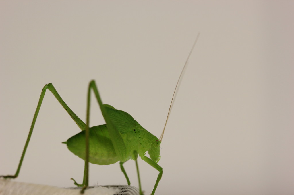 close up of a green katydid