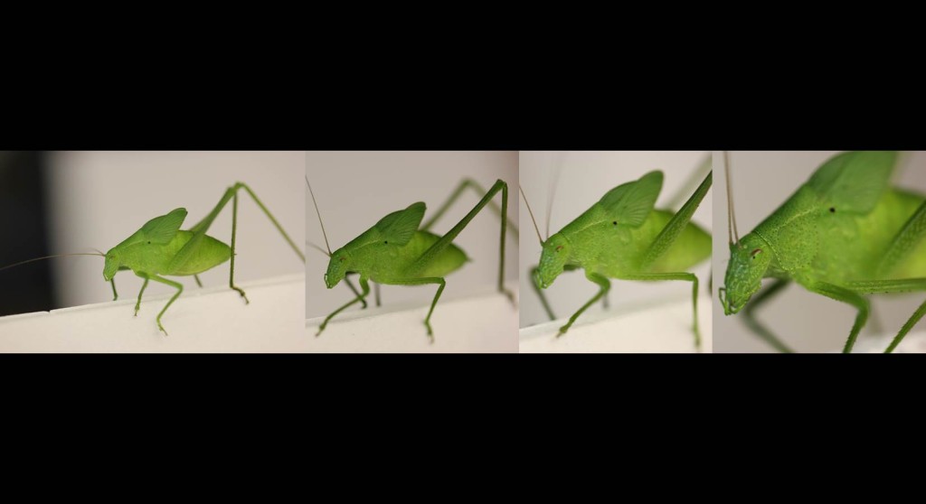 collage of green katydid getting closer to camera