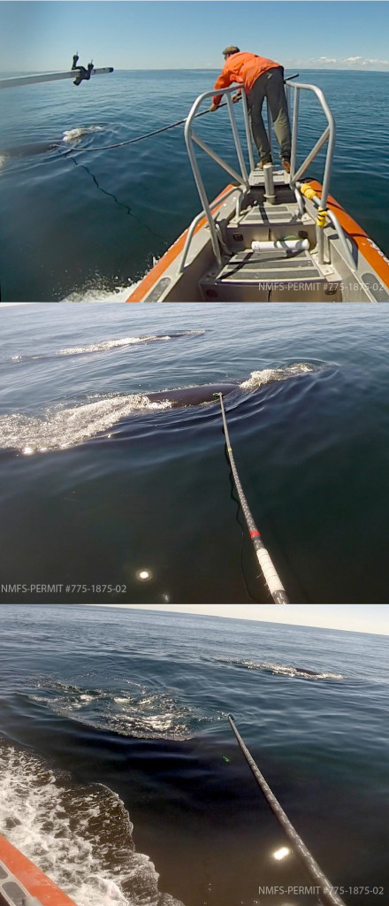 collage of whale being tagged