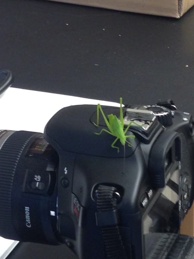 Katydid sitting on top of a camera