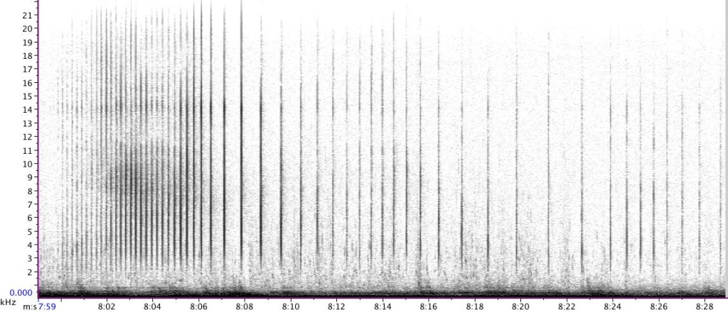 spectrogram of sperm whale clicks