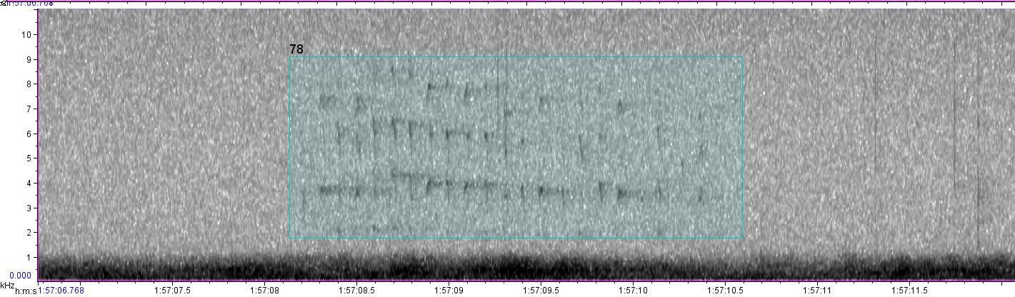 visual sound waves of unknown bird