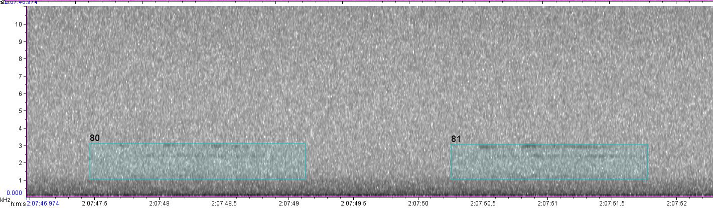 visual sound waves of unknown bird