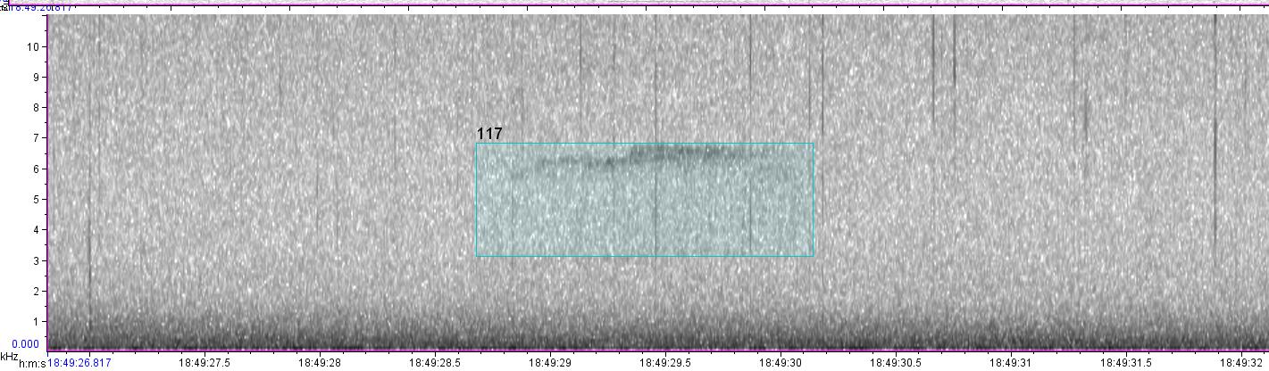 visual sound waves of unknown bird