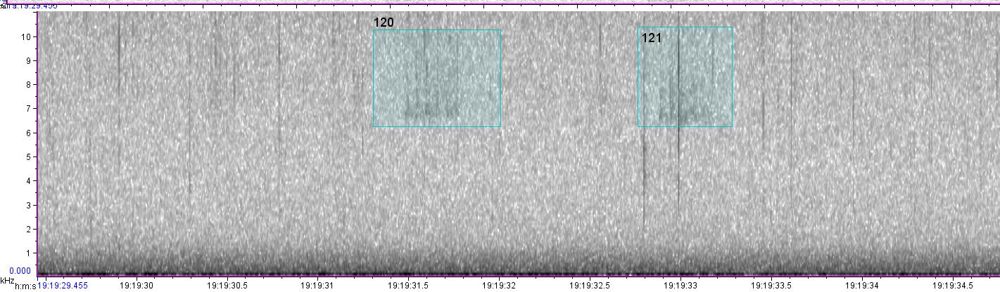 visual sound waves of unknown bird