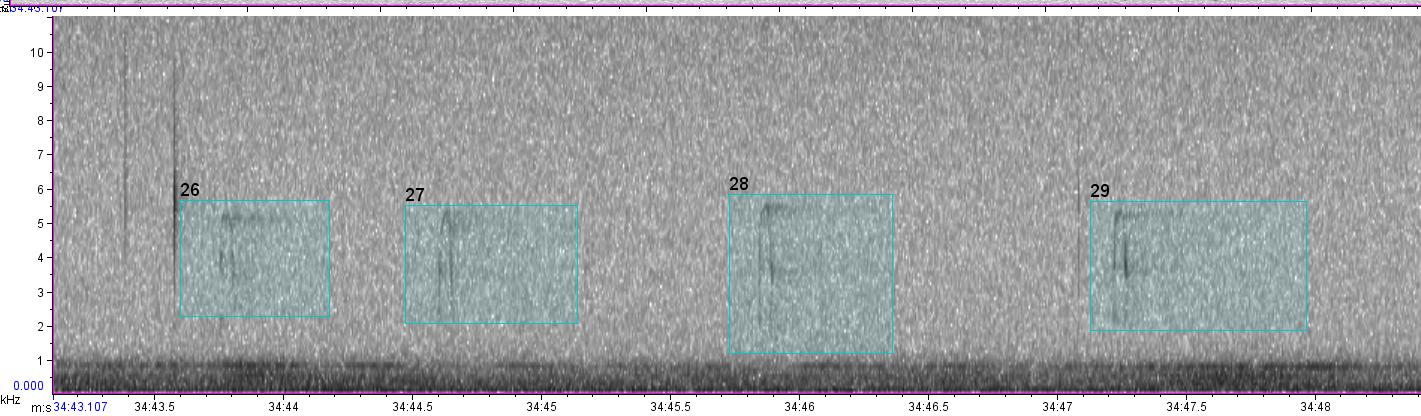 visual sound waves of unknown bird