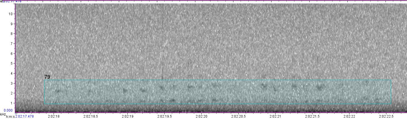 visual sound waves of unknown bird