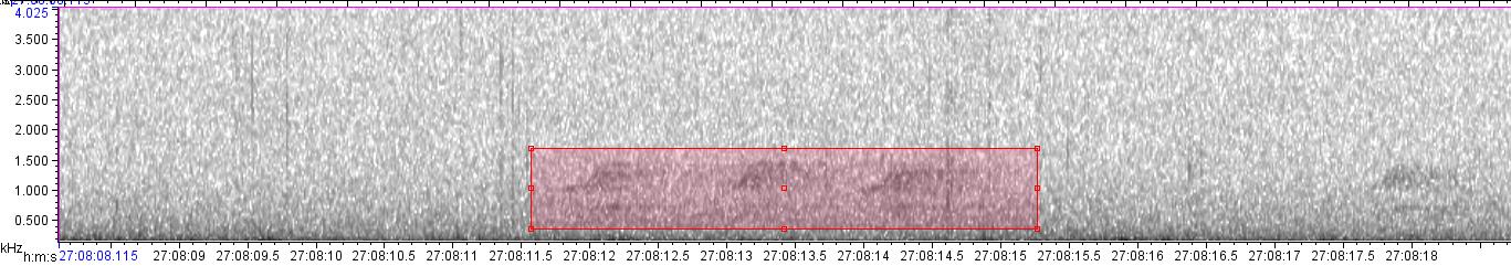 visual sound waves of unknown bird