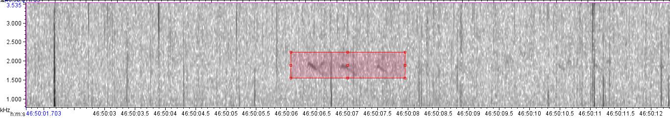 visual sound waves of unknown bird