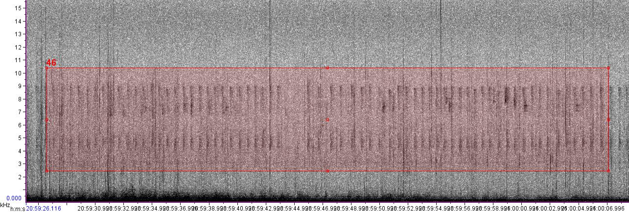 visual sound waves of unknown bird