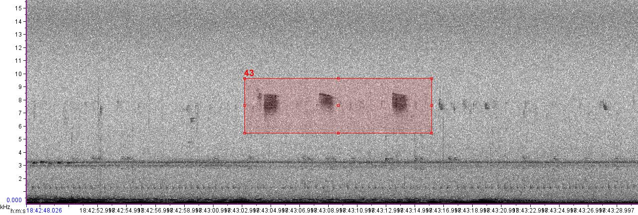 visual sound waves of unknown bird