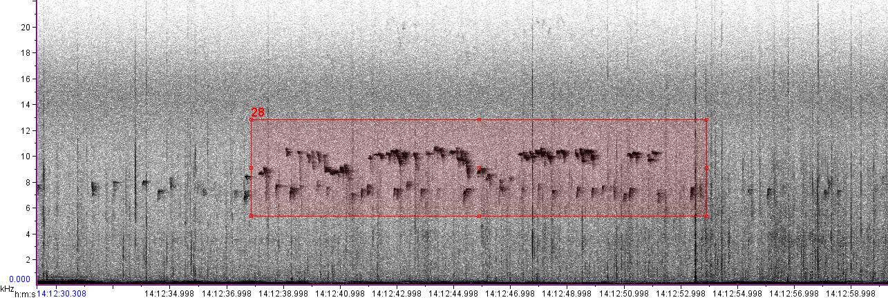 visual sound waves of unknown bird