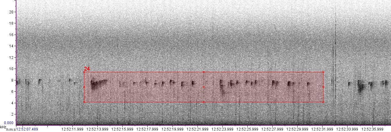 visual sound waves of unknown bird