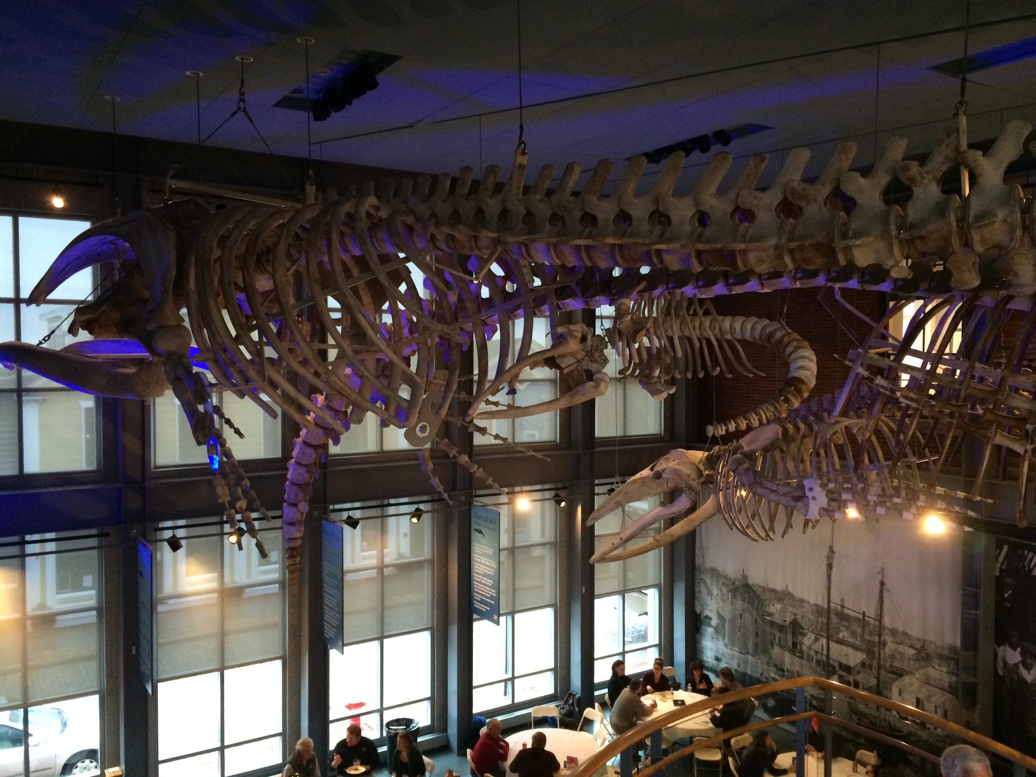 whale skeletons hanging from ceiling