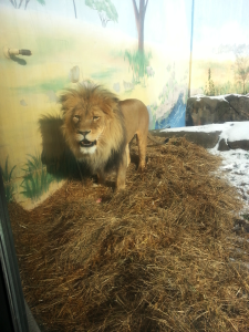 Lion at zoo