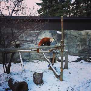 red panda in exhibit