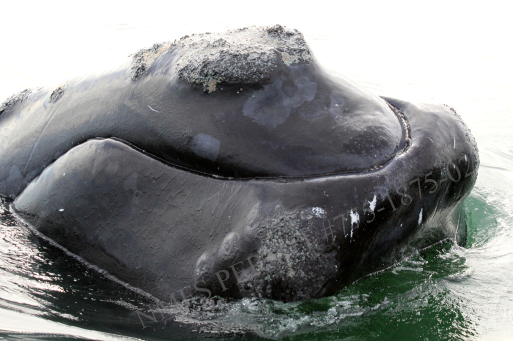 close up of whale calf chin