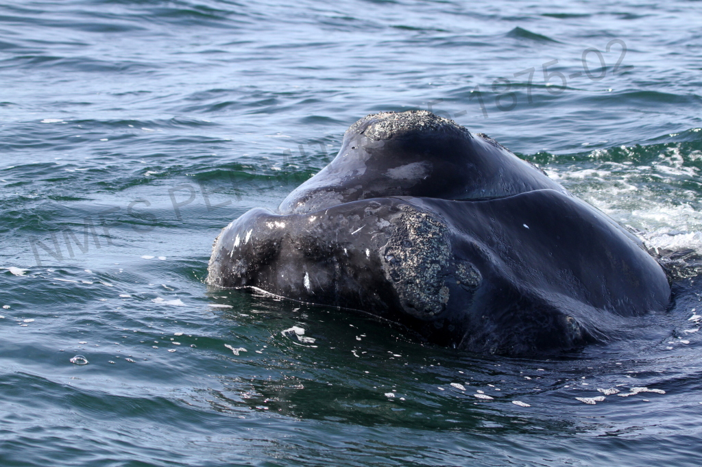 calf head above water