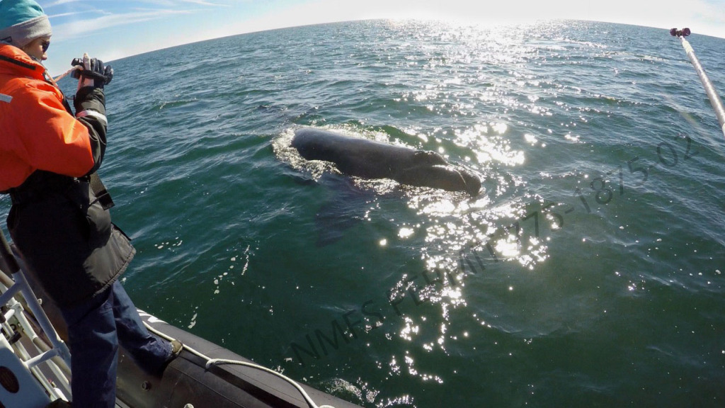 Lab member video recording a whale