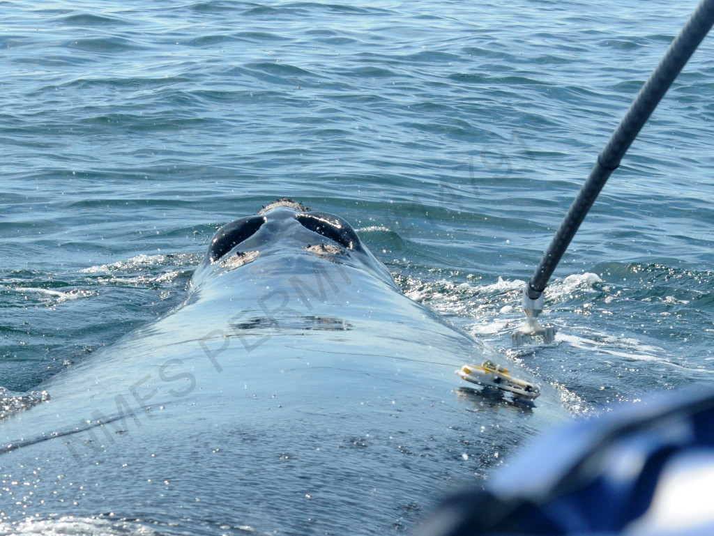 tag being placed on back of whale