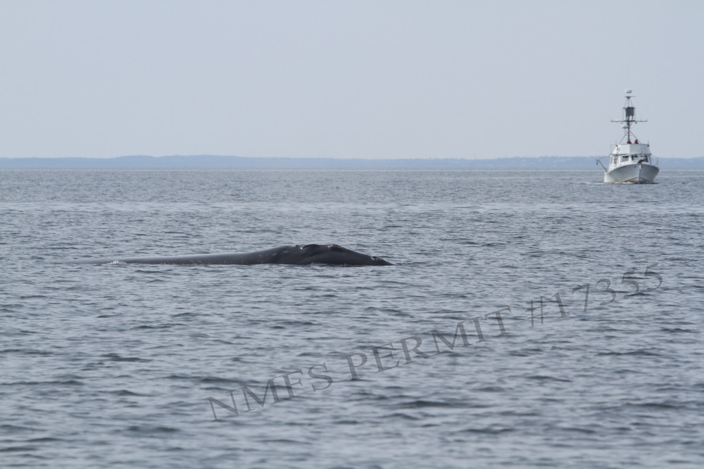 whale just above surface of water with boat in distance