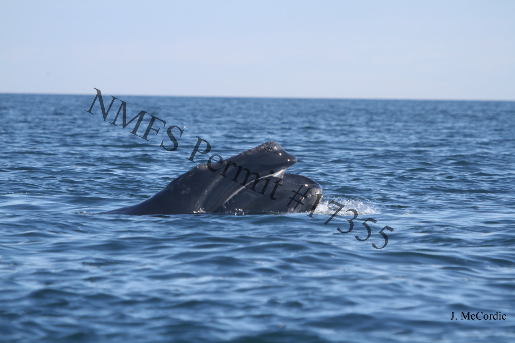 whale calf feeding