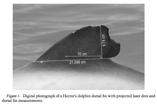 digital photograph of a hector's dolphin dorsal fin with projected laser dots and dorsal fin measurements