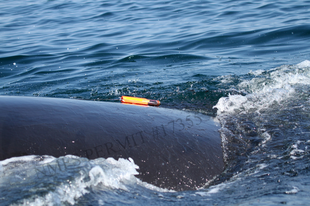 tag on a whale