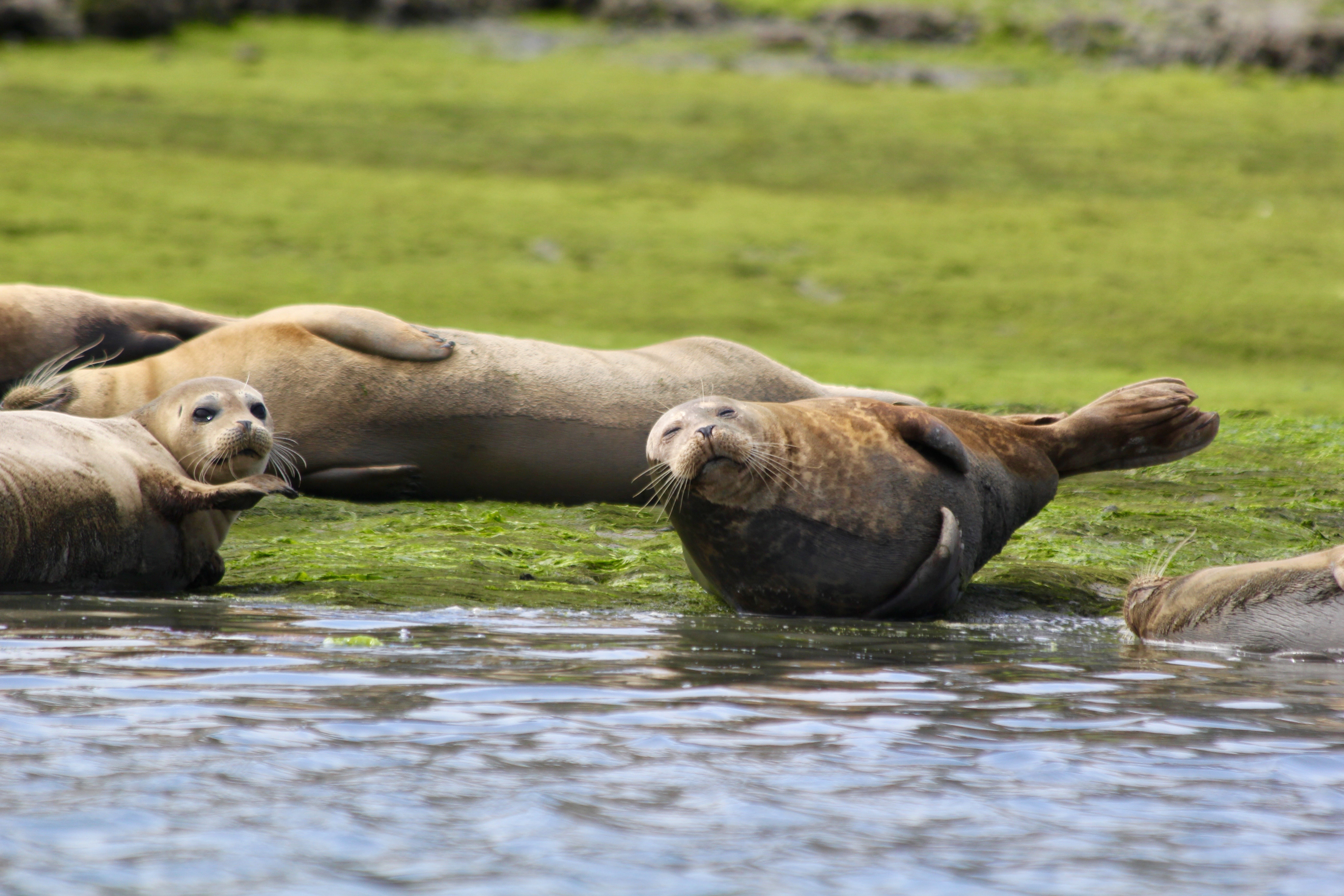 seals laying in grass an in water