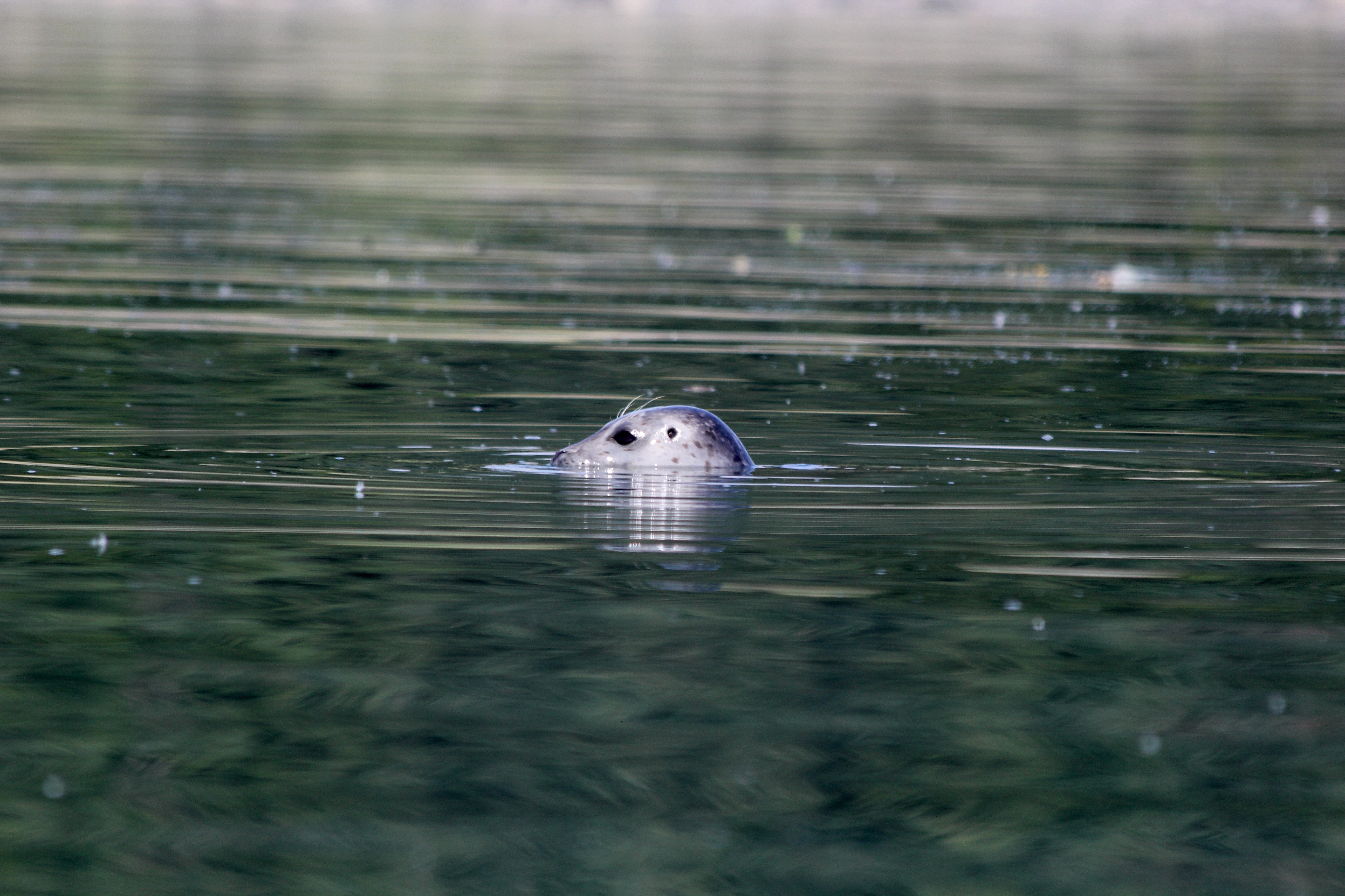 harbor seal head sticking out of water
