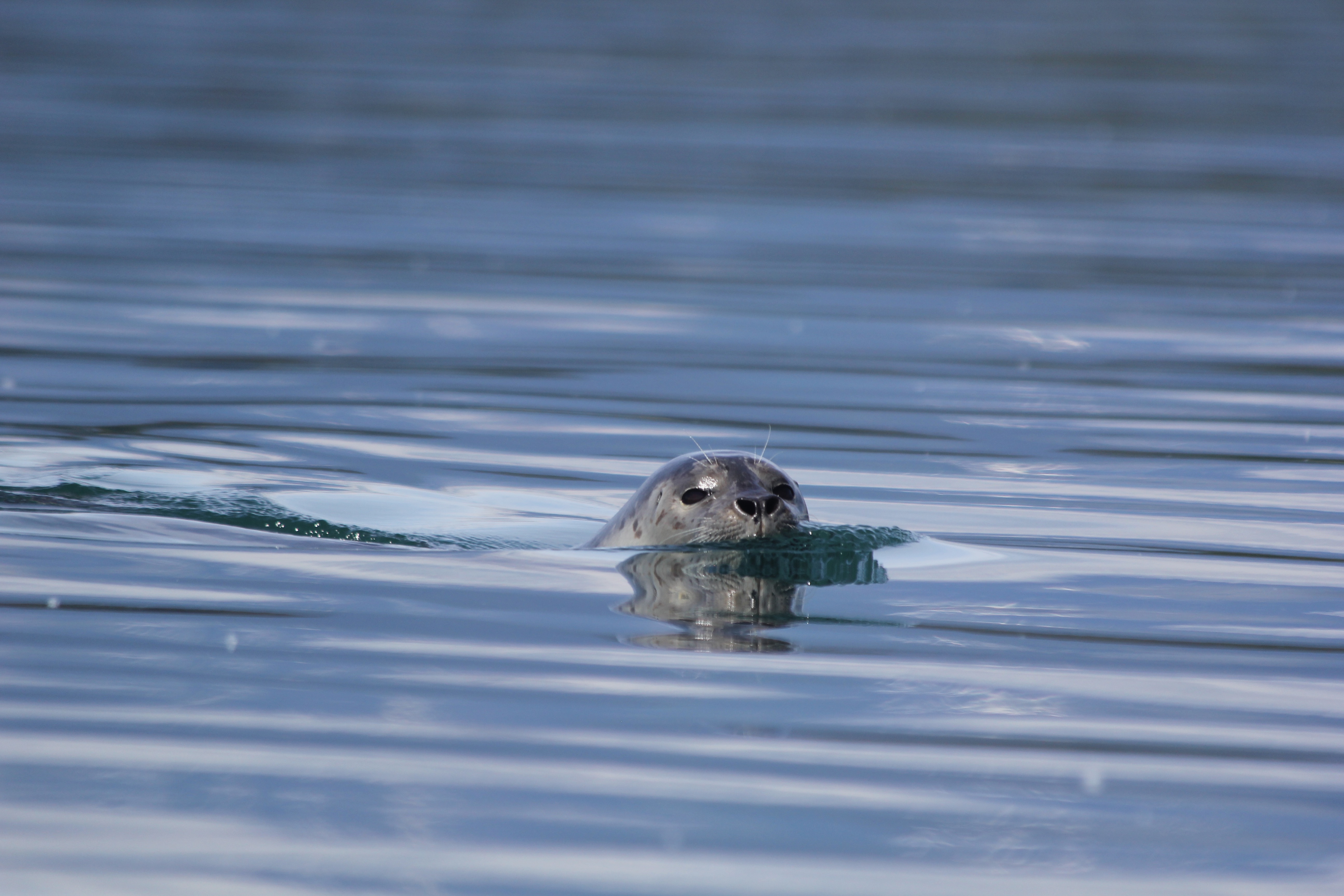 harbor seal in water