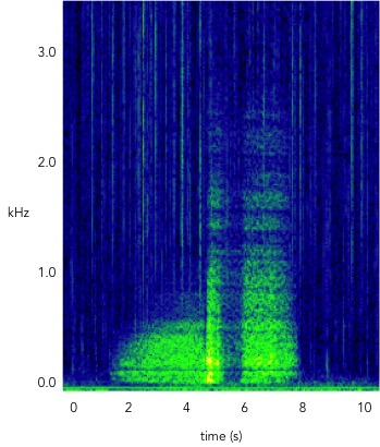 spectrogram of seal call